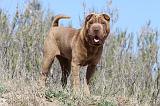 SHAR-PEI 544